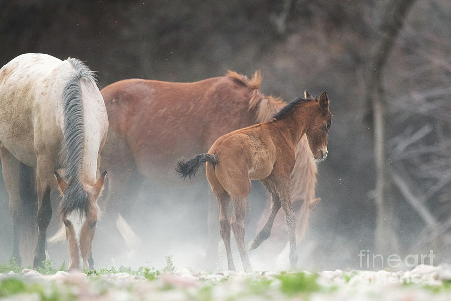 Excited Foal Photograph by Shannon Hastings