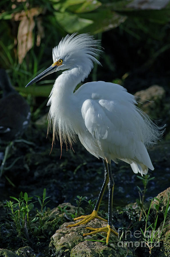 Excited Snowy Egret Photograph by Larry Nieland