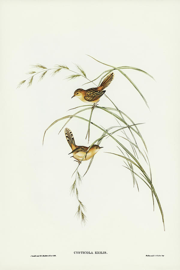 John Gould Drawing - Exile Warbler, Cysticola exilis by John Gould
