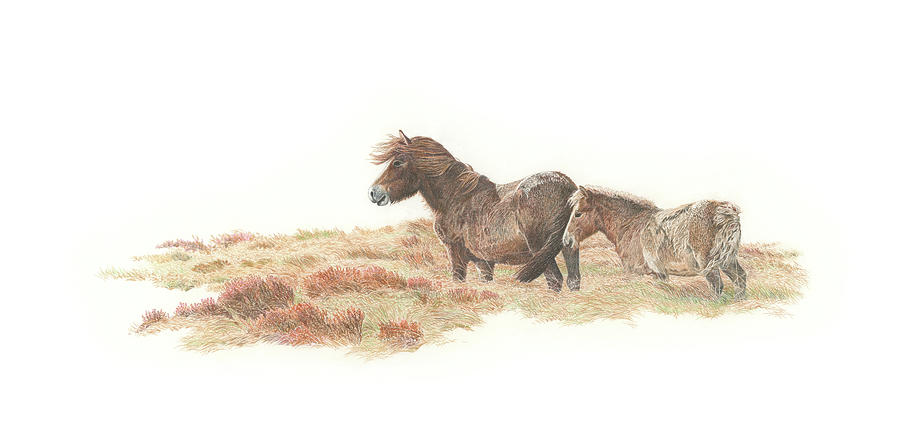 Exmoor Drawing - Exmoor Mare and Foal by Mark Langley Exmoor Drawing - Exmoor Mare and Foal by Mark Langley