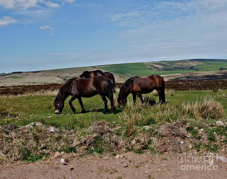 Exmoor Ponies Photograph by Richard Denyer