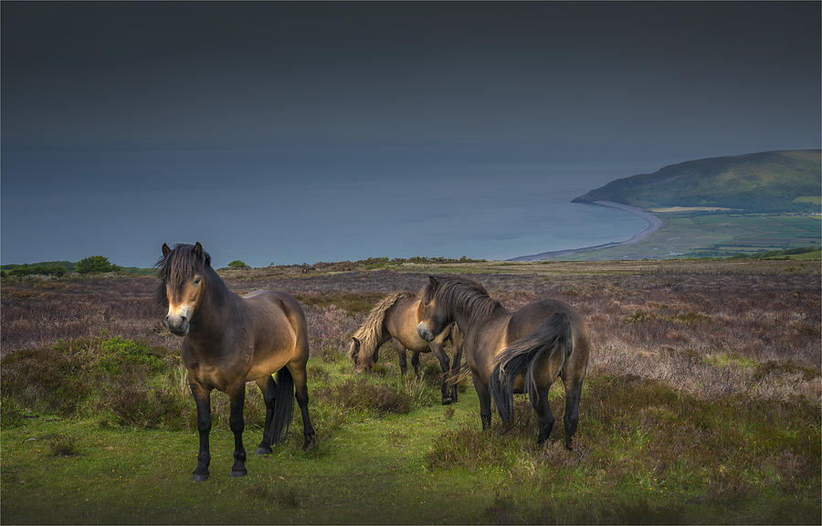 Exmoor ponies Photograph by Southern Lightscapes-Australia