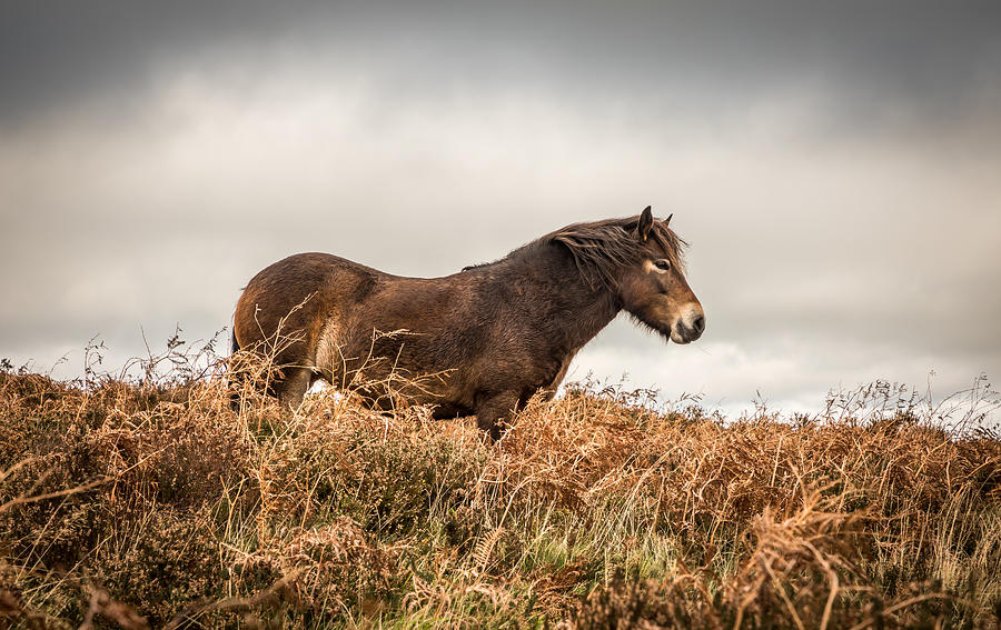 Exmoor Pony Photograph by Golfer2015