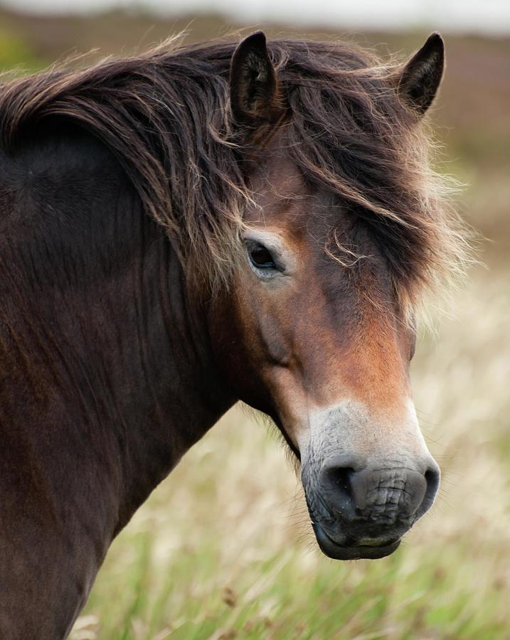 Exmoor Pony, Somerset, England, UK Photograph by Sarah Howard