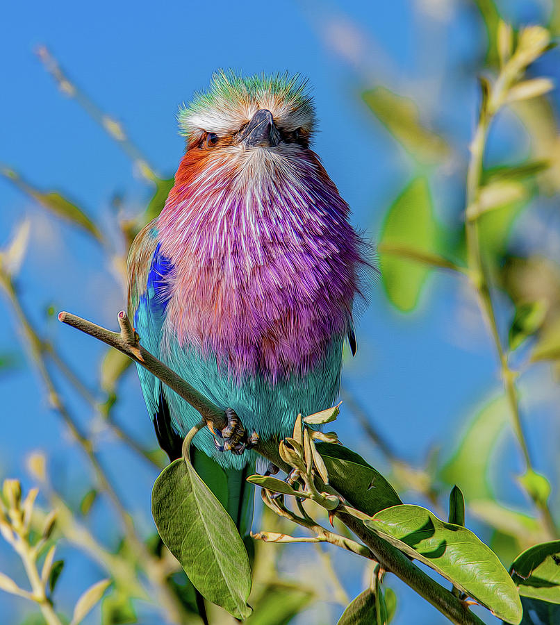 Exotic and Colorful, The Lilac Breasted Roller Photograph by Marcy Wielfaert