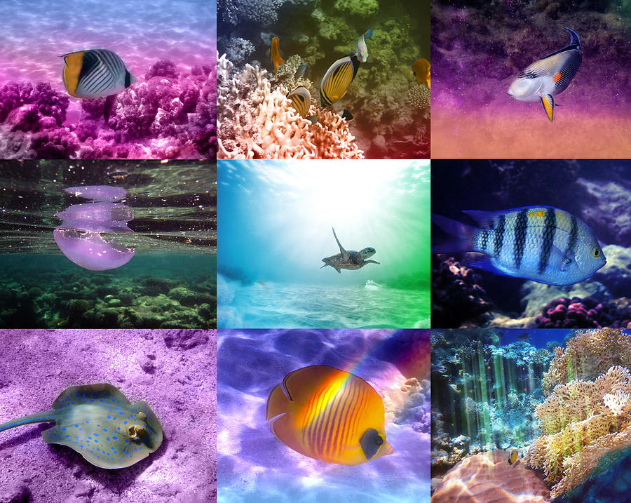 Exotic And Gorgeous Sealife Collage From The Red Sea Photograph by Johanna Hurmerinta