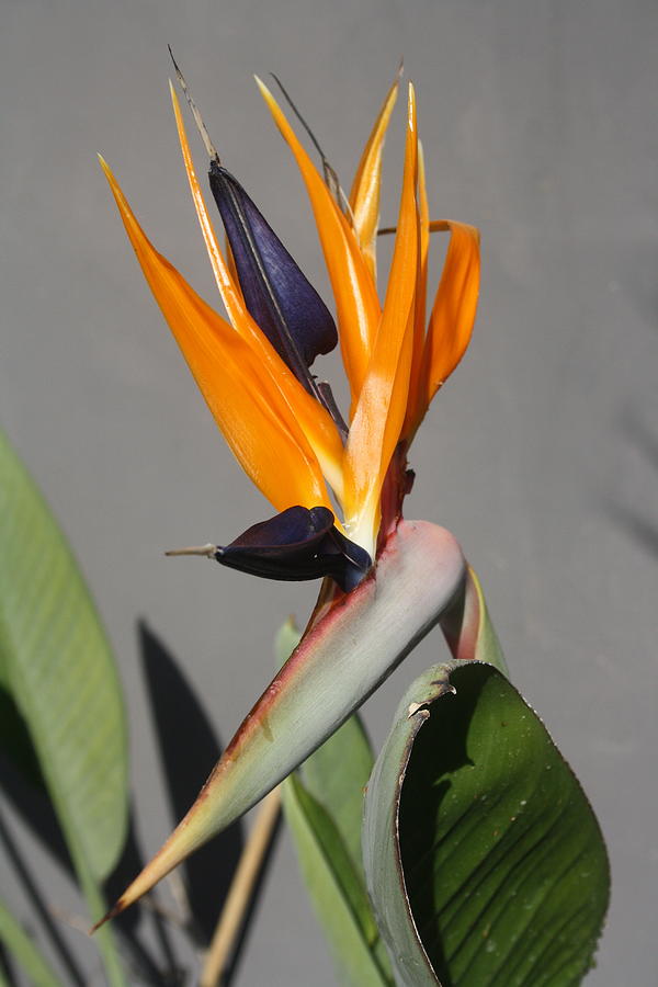 Exotic Beauty Of Bird Of Paradise Flower Photograph by Taiche Acrylic Art