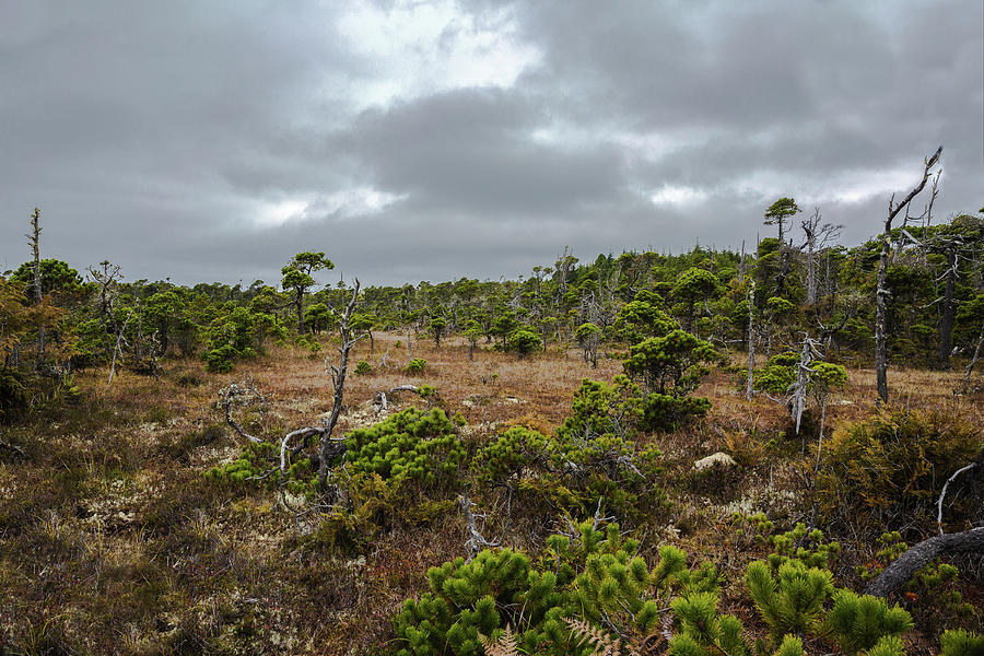 Exotic  Forest on a Bog   Photograph by Alex Lyubar