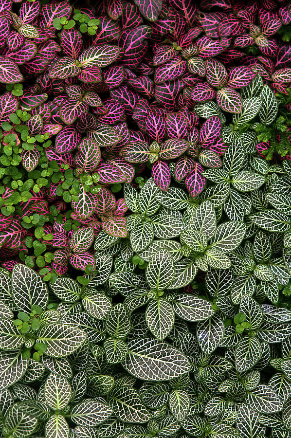 Exotic Greens and Reds Carpet 2 Photograph by Jenny Rainbow