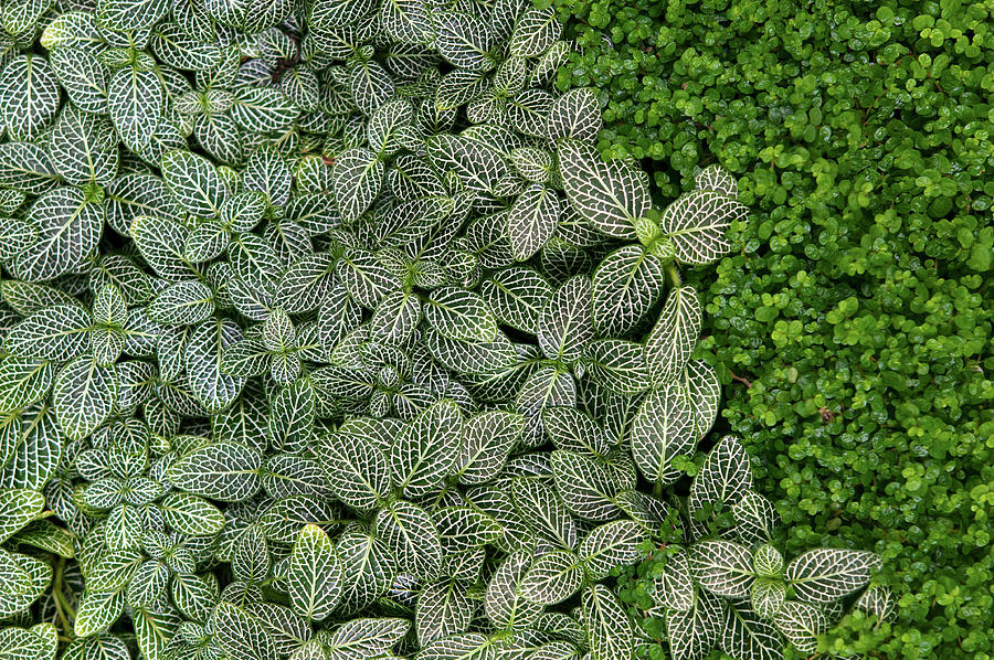 Exotic Greens Carpet 1 Photograph by Jenny Rainbow