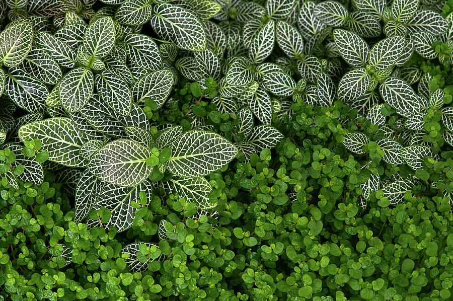 Exotic Greens Carpet 2 Photograph by Jenny Rainbow
