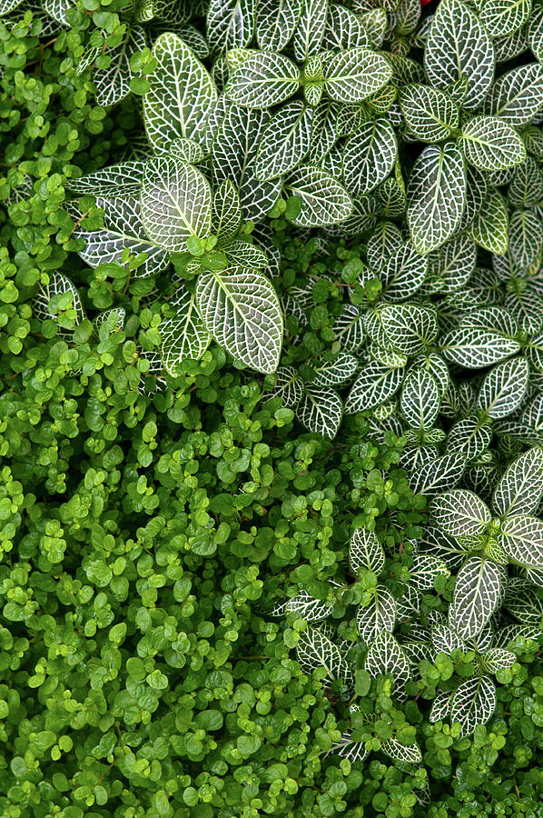 Exotic Greens Carpet 3 Photograph by Jenny Rainbow