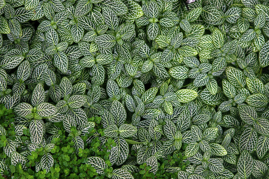 Exotic Greens Carpet 7 Photograph by Jenny Rainbow