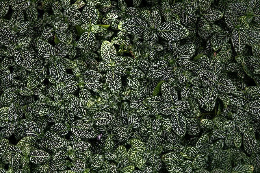 Exotic Greens Carpet - Illuminated Photograph by Jenny Rainbow
