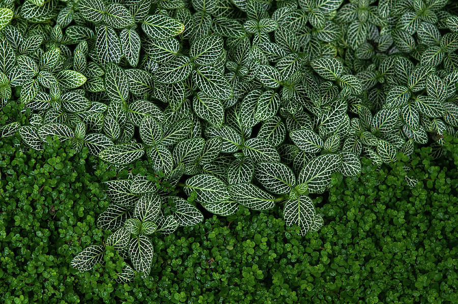 Exotic Greens Carpet  Photograph by Jenny Rainbow