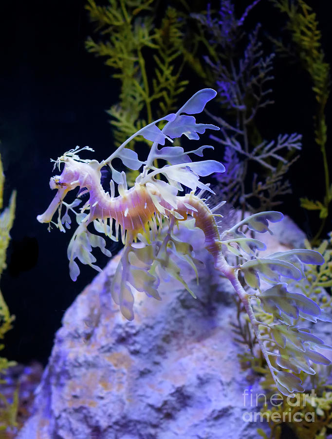 Exotic Leafy Sea Dragon Photograph by Ruth Jolly
