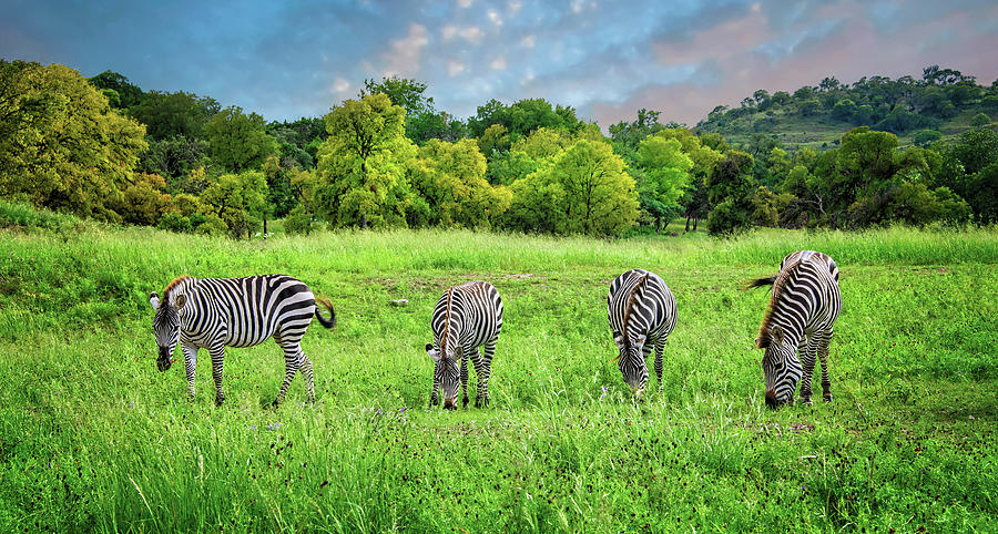 Exotic Lineup in the Hill Country Photograph by Lynn Bauer