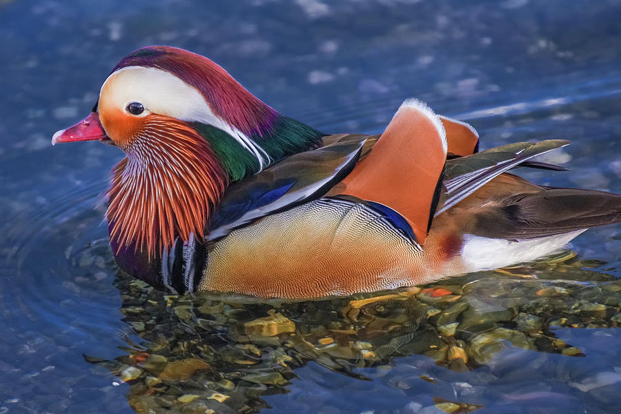 Exotic Mandarin Duck Photograph by Emerita Wheeling