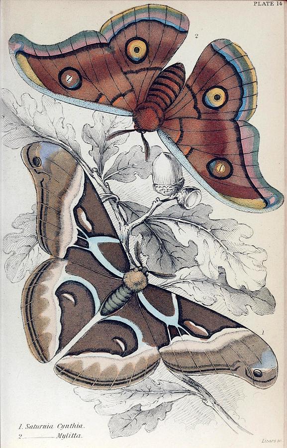 Exotic Moths. William Jardine Mixed Media by World Art Collective