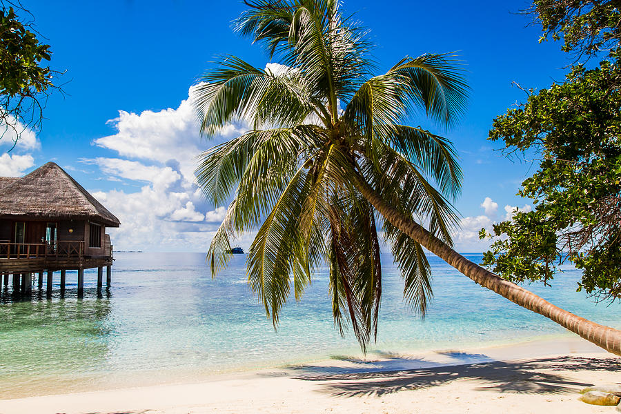 Exotic palm tree on white sand beach luxury resort Photograph by Levente Bodo