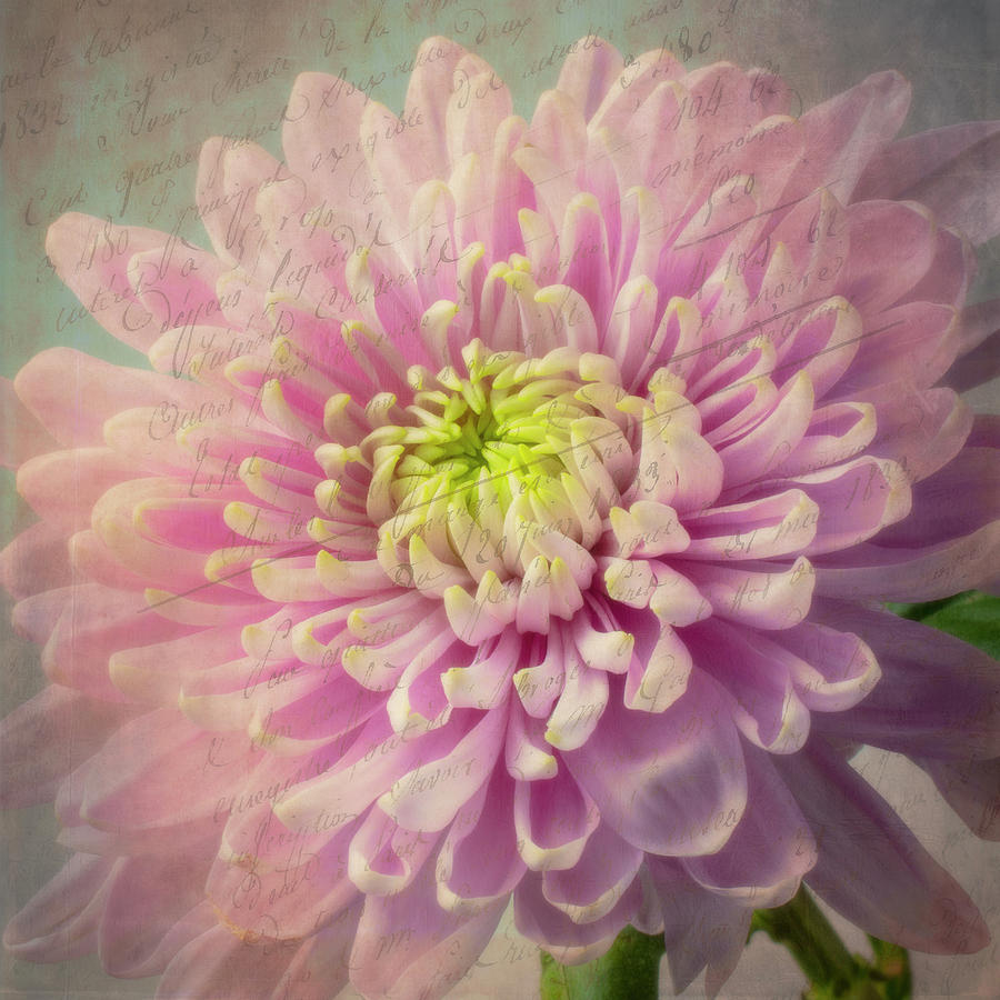 Still Life Photograph - Exotic Pink Mum by Garry Gay