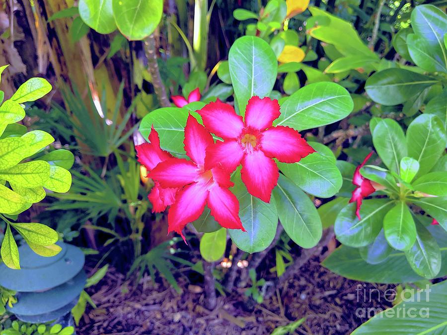 Exotic Plants in Key West Photograph by Daniel Diaz Pixels