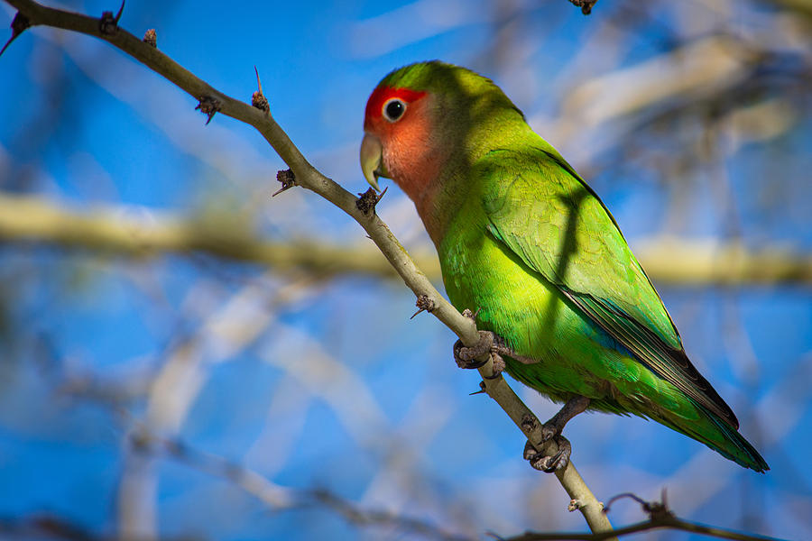 Parrot Photograph - Exotic Rosy-Faced Lovebird by Adam Thew