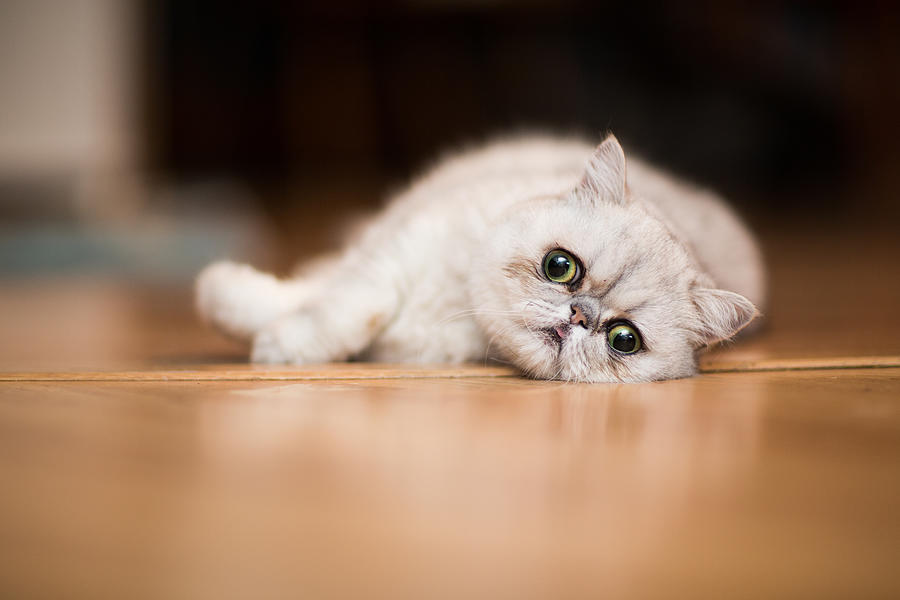 Exotic shorthair cat resting on floor Photograph by Purple Collar Pet Photography