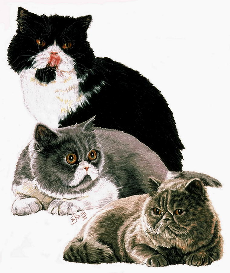 Exotic Shorthair Collage Drawing by Barbara Keith