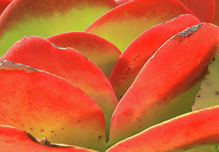 Exotic Succulent Photograph by Tina M Daniels   Whiskey Birch Studios