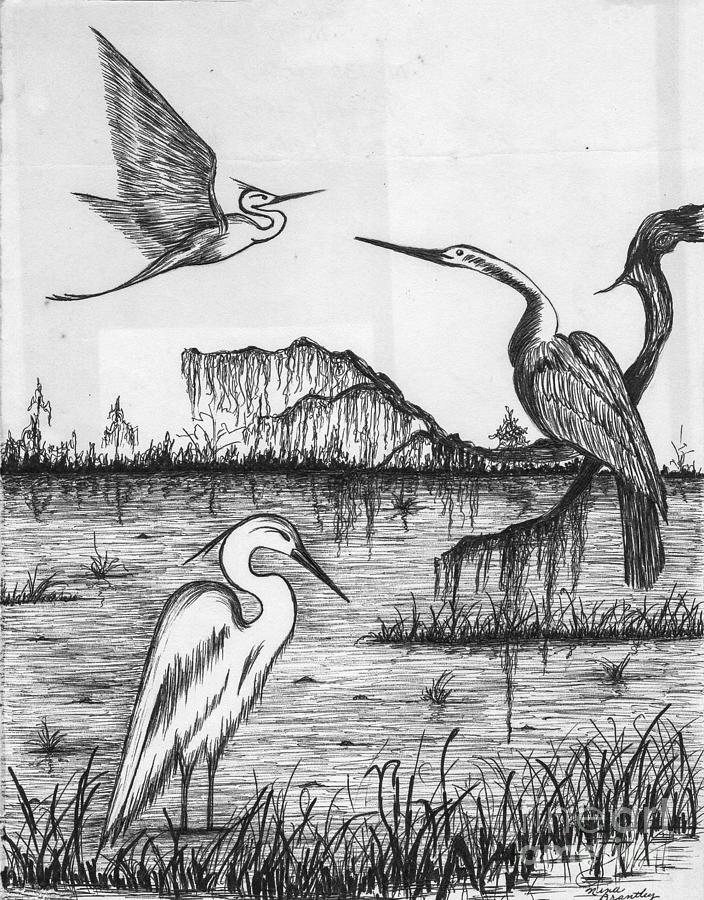 Exotic Wetland Birds Drawing by Nine Harris - Fine Art America