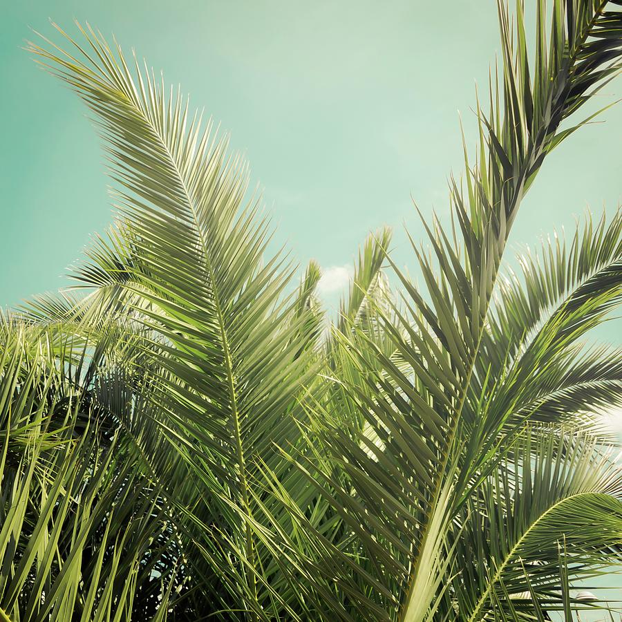 Exotica - Tropical Palm Nature Photography Photograph by Debra Cox - Pixels