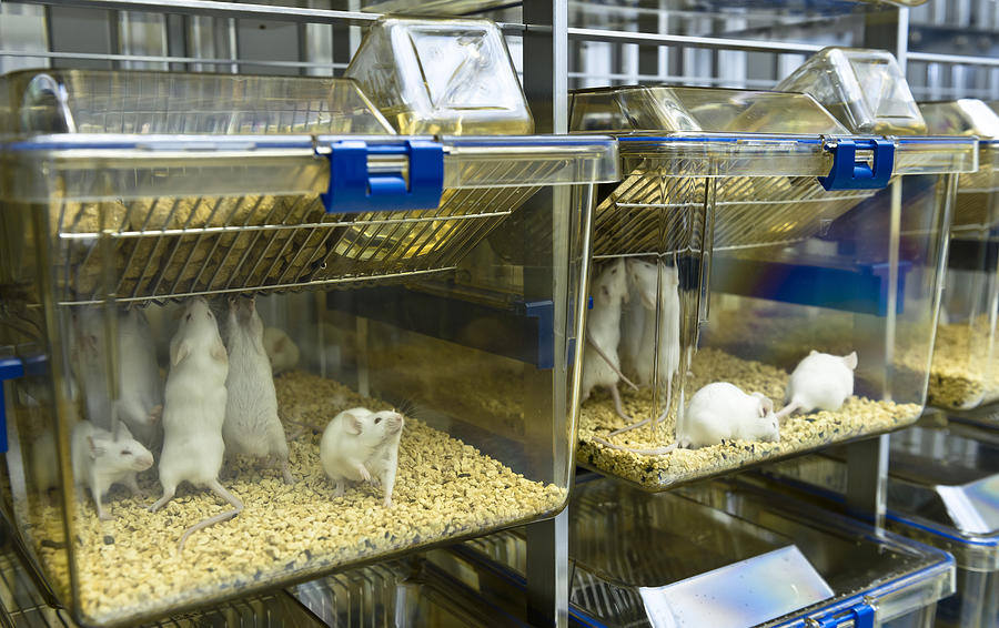Experimenal mice are raised in the IVC cages Photograph by unoL