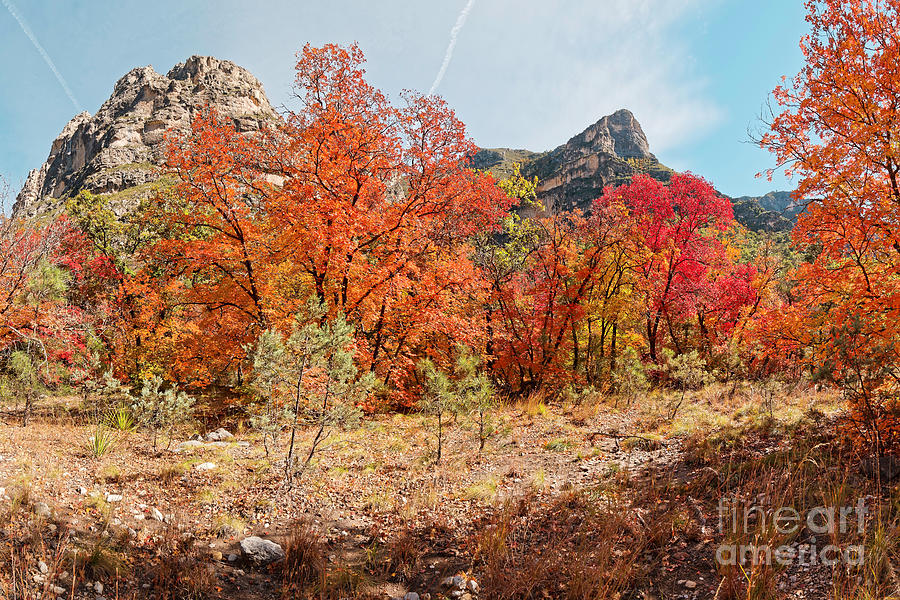 Exploding Bigtooth Maples of McKittrick Canyon - Guadalupe Mountains National Park - West Texas Photograph by Silvio Ligutti