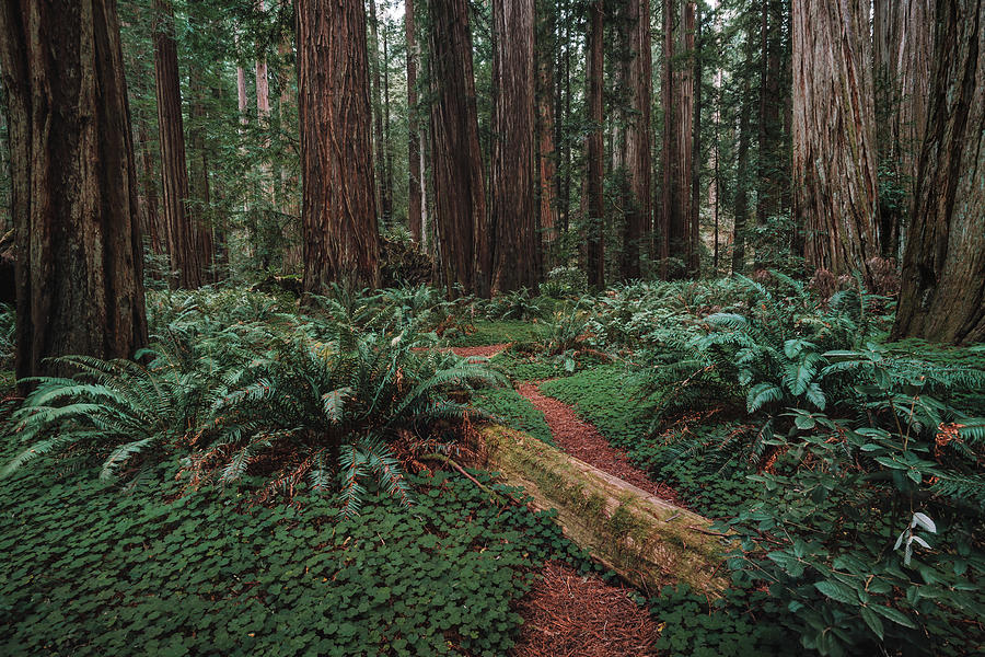 Exploring the Redwoods Photograph by Bella B Photography - Fine Art America