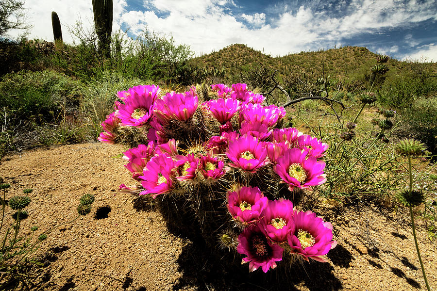 Explosion of cactus flower color Photograph by Craig A Walker