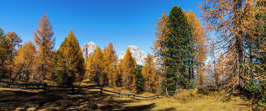 Explosion of colors. Autumn in the woods of the Dolomites. Italy ...