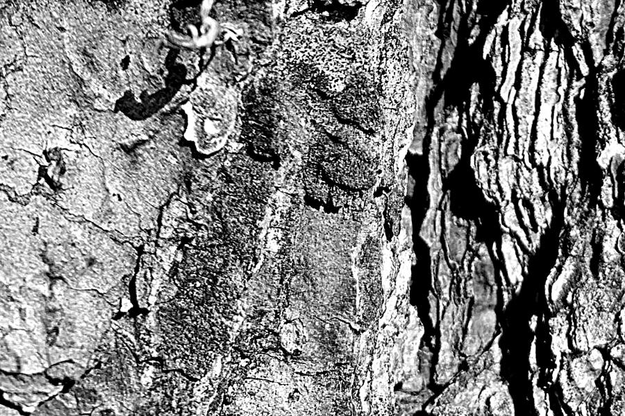 EXPOSED Pine Bark BW Photograph by Lee Darnell