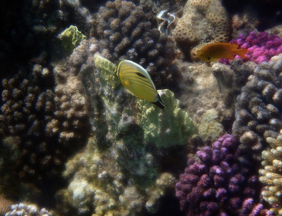 Exquisite Butterflyfish And Damselfish Love The Coral Reef Photograph by Johanna Hurmerinta