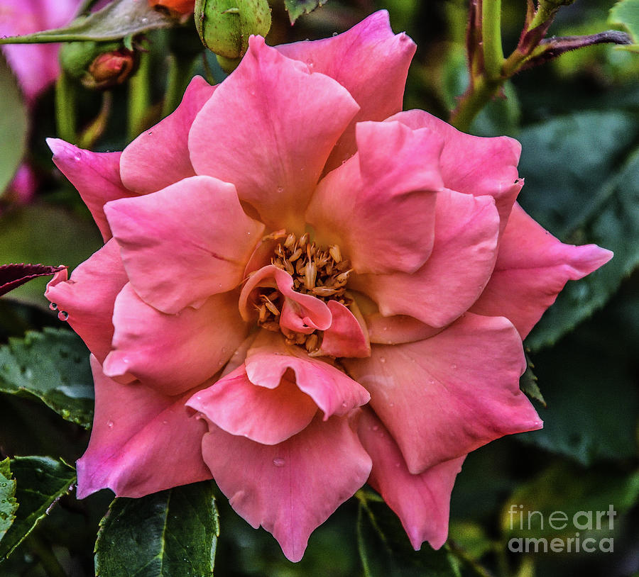 Exquisite Coral Knock Out Rose Photograph by Cindy Treger - Fine Art ...