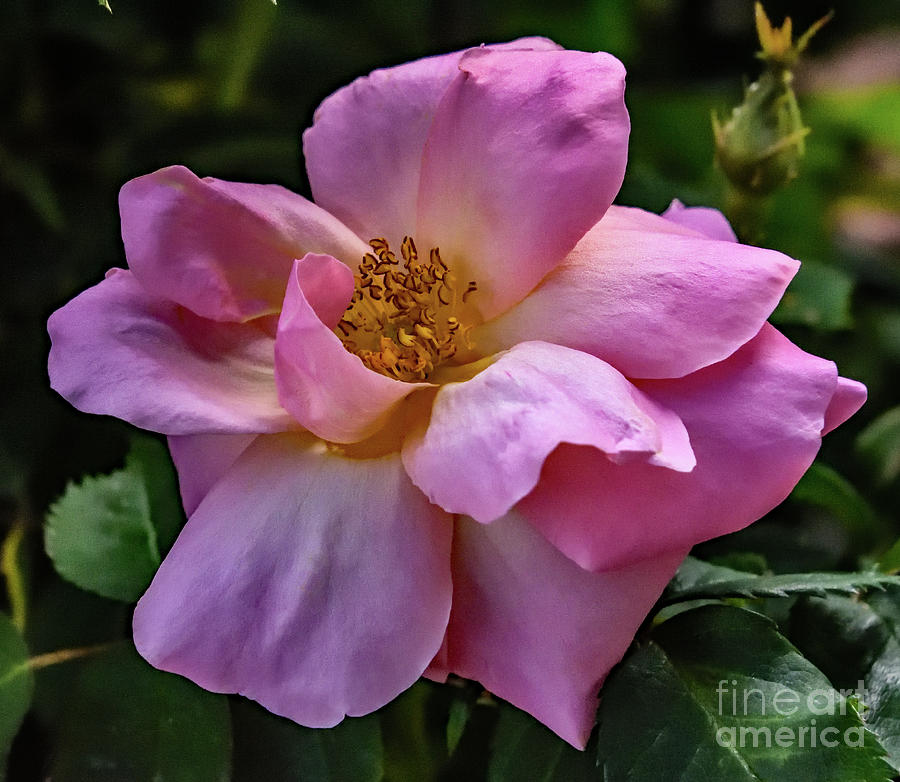 Exquisite Peachy Knock Out Rose Photograph