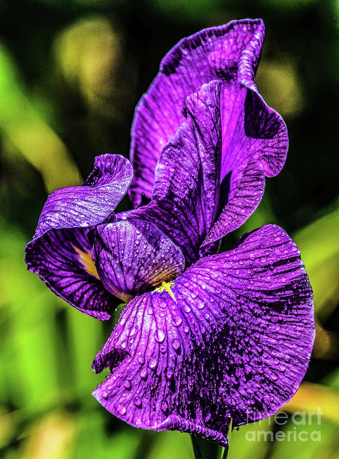 Iris Photograph - Exquisite Purple Iris by Cindy Treger