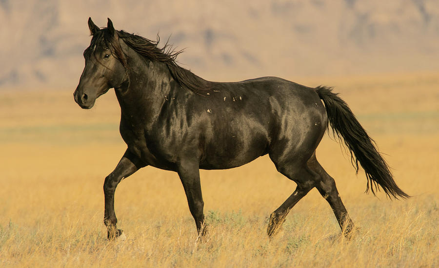 Exquisite Stallion Photograph by Kent Keller