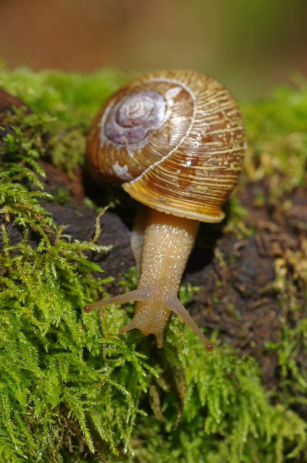 Extended land snail Photograph by Sherri Damlo, Damlo Shots, Damlo Does, LLC