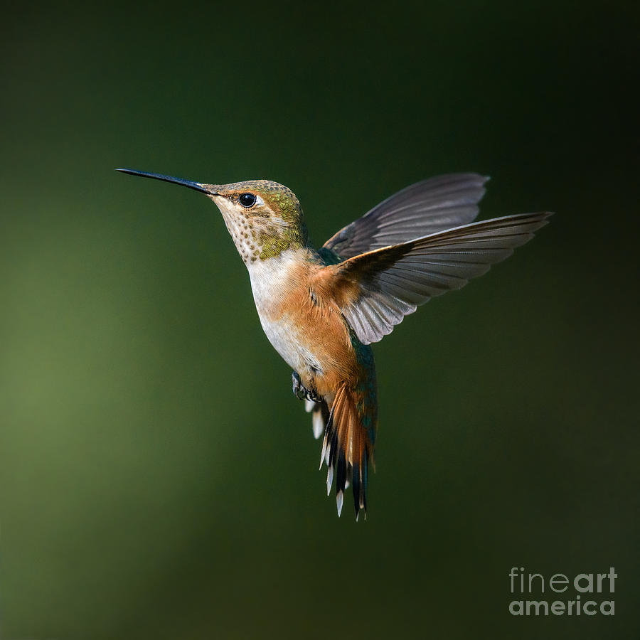 Extended Rufous Wings Photograph by Lisa Manifold