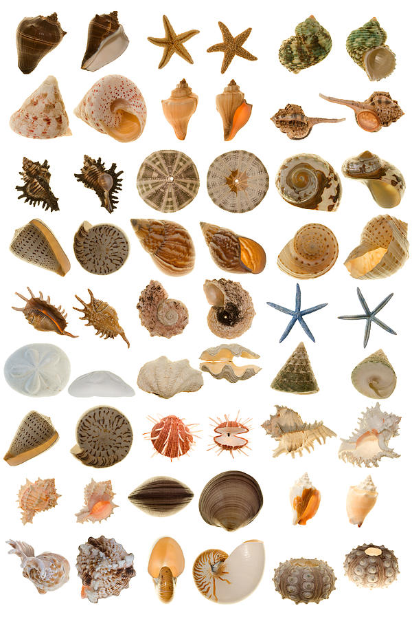 Extra Large Various Shell from the world Photograph by WorldWideImages