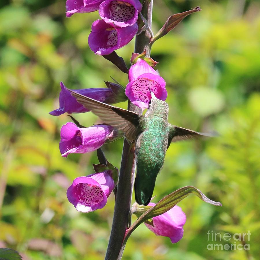 Extraordinary Hummingbird Square Photograph by Carol Groenen