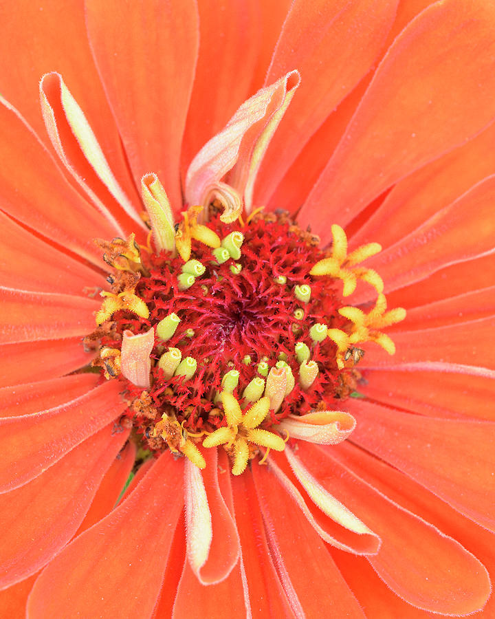 Summer Photograph - Extreme Close Up of a Peach Zinnia in the Rose Garden by C Raye Poole