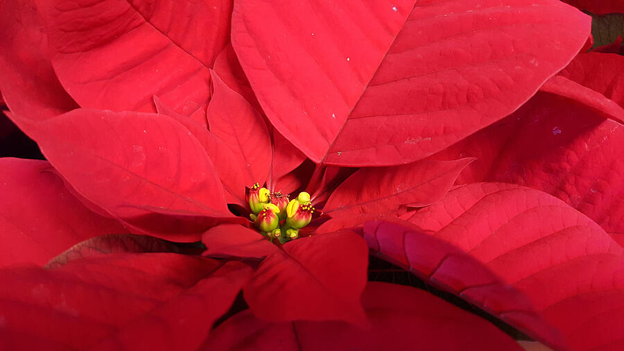 Extreme close-up of a  poinsettia Photograph by Deana Lee Andrew / Foap