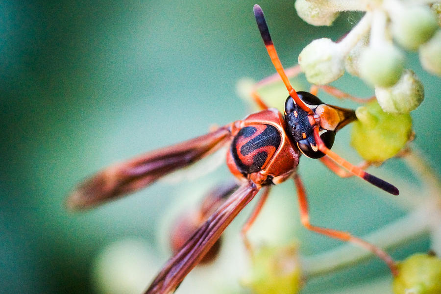 Extreme Close-up of a polistes dominula eating insect isolated Photograph by Andres Ruffo